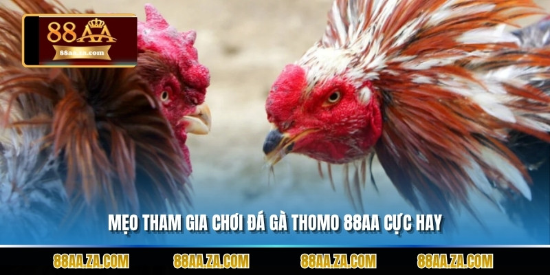 Mẹo tham gia chơi đá gà thomo 88aa cực hay